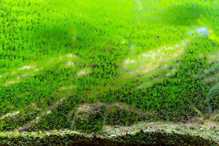 A company is growing algae in big tanks