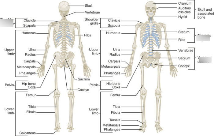 Chapter 5 skeletal system worksheet answers