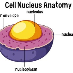 Part of some cells crossword clue