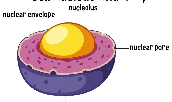 Part of some cells crossword clue