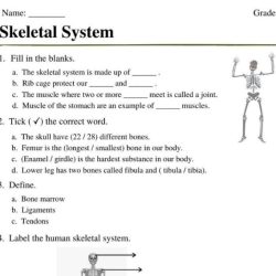 Chapter 5 skeletal system worksheet answers