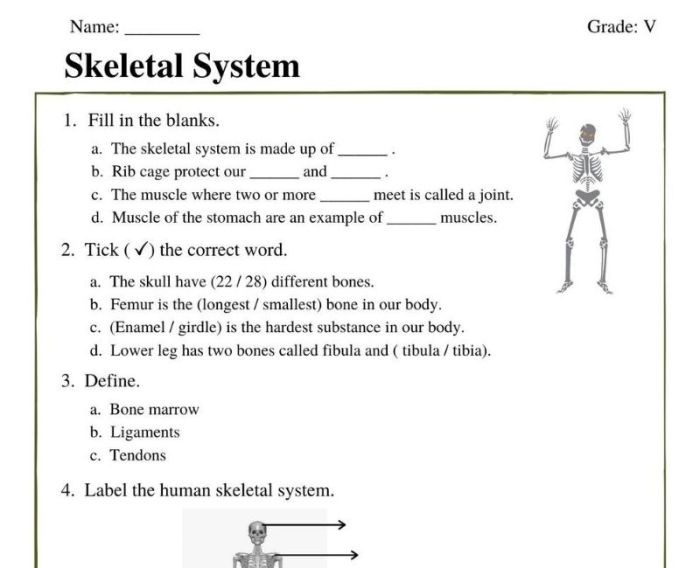 Chapter 5 skeletal system worksheet answers