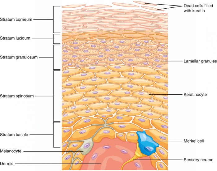 Art-labeling activity melanocyte in the stratum basale of the epidermis