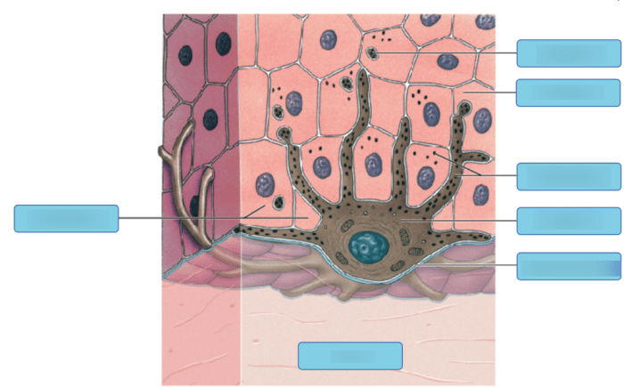 Art-labeling activity melanocyte in the stratum basale of the epidermis