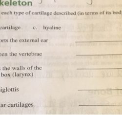 Using the key choices identify each type of cartilage described