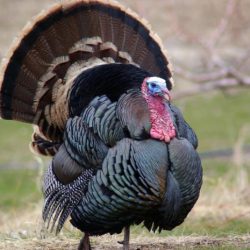 Broad breasted bronze turkey pros and cons