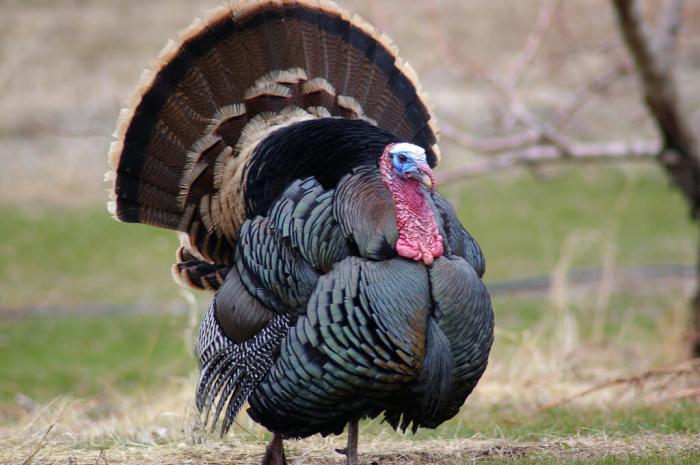 Broad breasted bronze turkey pros and cons