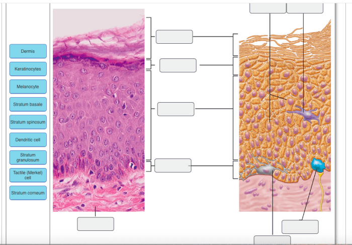 Layer basal epidermis melanocyte