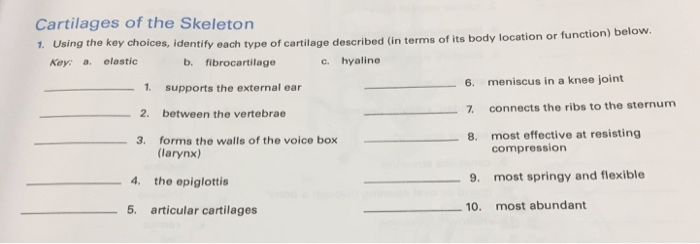 Using the key choices identify each type of cartilage described