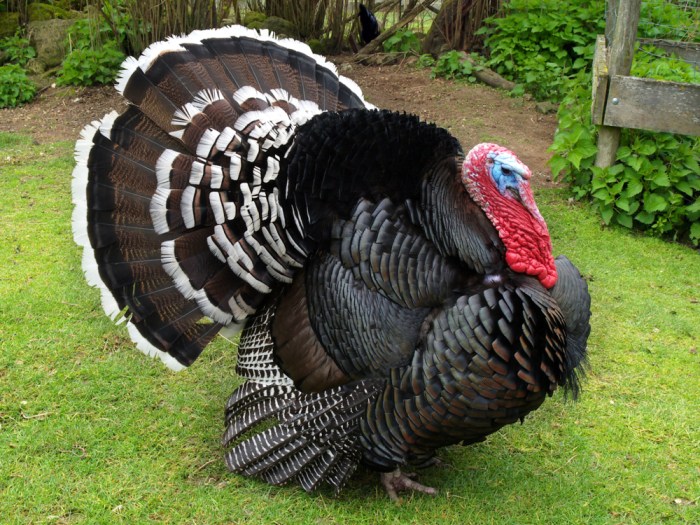 Broad breasted bronze turkey pros and cons