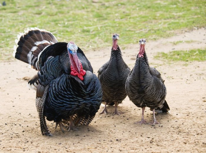 Turkey bronze breasted broad