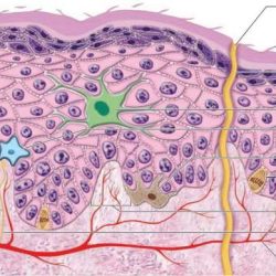 Visit integumentary