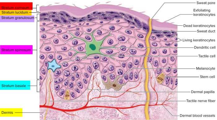 Visit integumentary