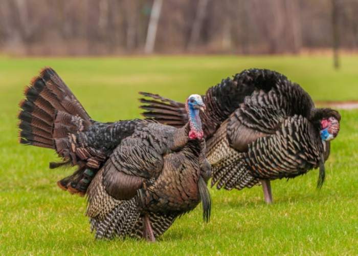 Turkey bronze breasted broad baby hatchery enlarge any click cacklehatchery